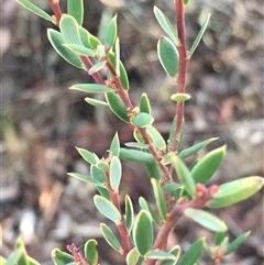 Monotoca scoparia (Broom Heath) at Crowther, NSW - 12 Jun 2025 by Frecko
