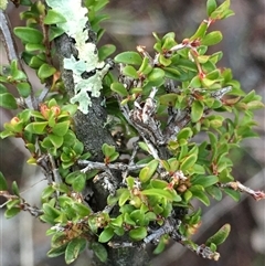 Pseudanthus divaricatissimus (Tangled Pseudanthus) at Crowther, NSW - 12 Jun 2025 by Frecko