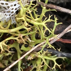 Cladia sp. (genus) at Crowther, NSW - 12 Jun 2025 by Frecko