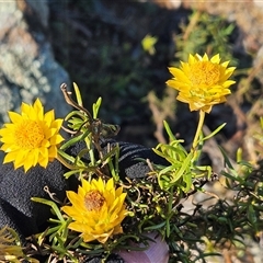 Xerochrysum viscosum (Sticky Everlasting) at Whitlam, ACT - 11 Jun 2025 by sangio7