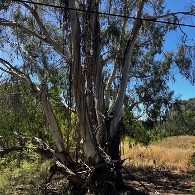 Eucalyptus elata (River Peppermint) at Fyshwick, ACT - 19 Jan 2025 by Miz