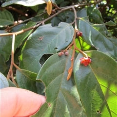 Endiandra hypotephra at Mossman, QLD - 16 Mar 2023 by JasonPStewartNMsnc2016
