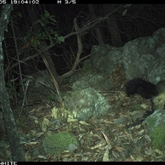 Trichosurus vulpecula (Common Brushtail Possum) at Kangaroo Valley, NSW - 5 Oct 2024 by annemaree