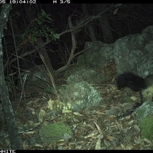 Trichosurus vulpecula (Common Brushtail Possum) at Kangaroo Valley, NSW - 5 Oct 2024 by annemaree