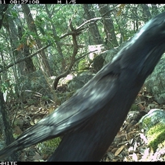 Corvus coronoides (Australian Raven) at Kangaroo Valley, NSW - 11 Oct 2024 by annemaree