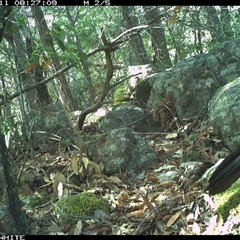 Corvus coronoides at Kangaroo Valley, NSW - 11 Oct 2024 08:27 AM