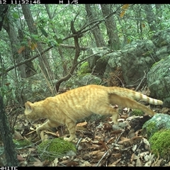Felis catus (Feral Cat) at Kangaroo Valley, NSW - 12 Oct 2024 by annemaree