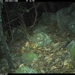 Antechinus stuartii at Kangaroo Valley, NSW - 2 Nov 2024 by annemaree