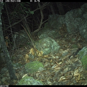 Antechinus stuartii at Kangaroo Valley, NSW - 2 Nov 2024 by annemaree