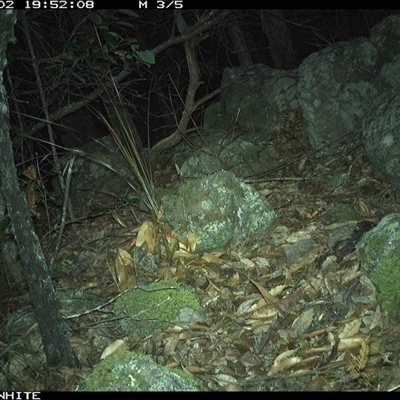 Antechinus stuartii at Kangaroo Valley, NSW - 2 Nov 2024 by annemaree