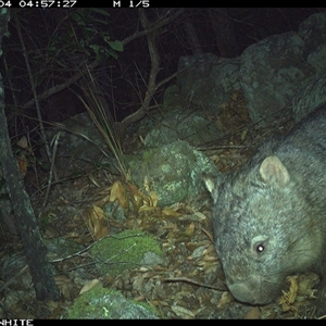 Vombatus ursinus (Bare-nosed Wombat) at Kangaroo Valley, NSW - 4 Nov 2024 by annemaree