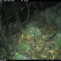 Antechinus stuartii (Brown Antechinus) at Kangaroo Valley, NSW - 4 Nov 2024 by annemaree