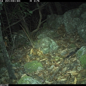 Antechinus stuartii (Brown Antechinus) at Kangaroo Valley, NSW - 4 Nov 2024 by annemaree