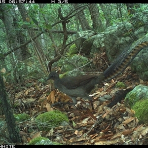 Menura novaehollandiae (Superb Lyrebird) at Kangaroo Valley, NSW - 15 Nov 2024 by annemaree