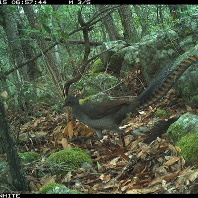 Menura novaehollandiae (Superb Lyrebird) at Kangaroo Valley, NSW - 15 Nov 2024 by annemaree