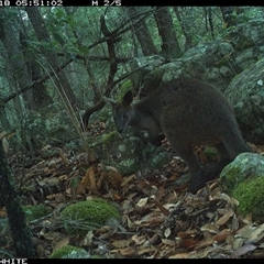 Wallabia bicolor (Swamp Wallaby) at Kangaroo Valley, NSW - 18 Nov 2024 by annemaree