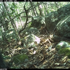Varanus rosenbergi at Kangaroo Valley, NSW - 4 Dec 2024 by annemaree