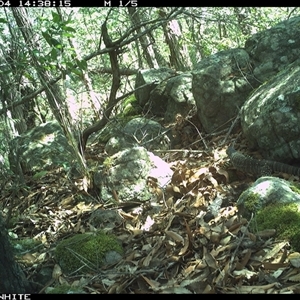 Varanus rosenbergi at Kangaroo Valley, NSW - 4 Dec 2024 by annemaree