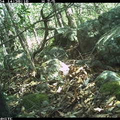 Varanus varius at Kangaroo Valley, NSW - suppressed
