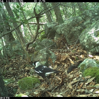 Gymnorhina tibicen (Australian Magpie) at Kangaroo Valley, NSW - 4 Dec 2024 by annemaree