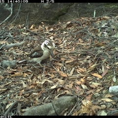 Dacelo novaeguineae (Laughing Kookaburra) at Kangaroo Valley, NSW - 15 Oct 2024 by annemaree