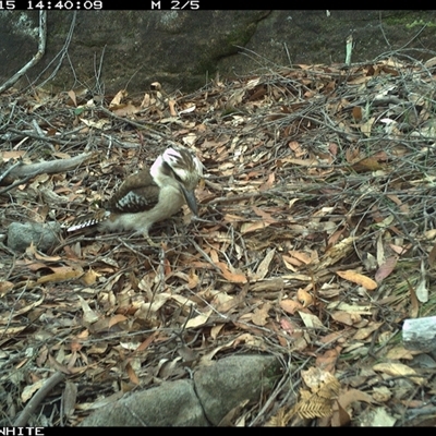 Dacelo novaeguineae (Laughing Kookaburra) at Kangaroo Valley, NSW - 15 Oct 2024 by annemaree
