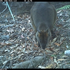 Wallabia bicolor (Swamp Wallaby) at Kangaroo Valley, NSW - 25 Oct 2024 by annemaree