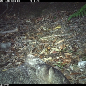 Vombatus ursinus (Bare-nosed Wombat) at Kangaroo Valley, NSW - 15 Nov 2024 by annemaree