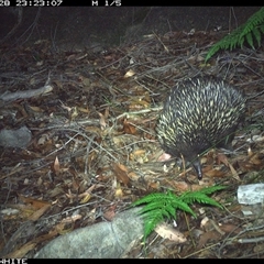 Tachyglossus aculeatus (Short-beaked Echidna) at Kangaroo Valley, NSW - 28 Nov 2024 by annemaree