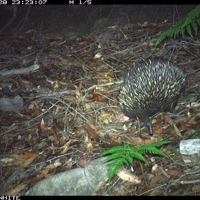 Tachyglossus aculeatus (Short-beaked Echidna) at Kangaroo Valley, NSW - 28 Nov 2024 by annemaree