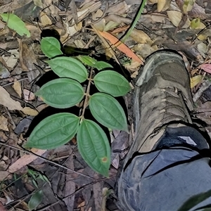 Rhodamnia rubescens at Hydes Creek, NSW - 12 Jun 2025 by NJ