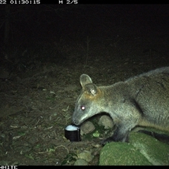 Wallabia bicolor (Swamp Wallaby) at Foxground, NSW - 22 Sep 2024 by howie