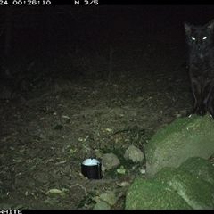 Felis catus (Feral Cat) at Foxground, NSW - 24 Sep 2024 by howie