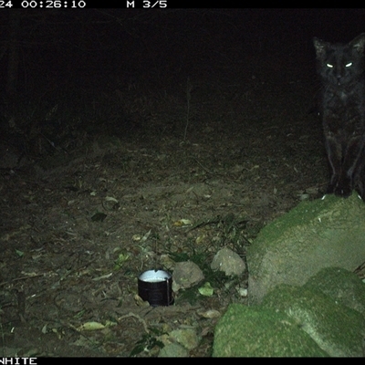 Felis catus (Feral Cat) at Foxground, NSW - 24 Sep 2024 by howie