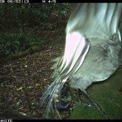 Menura novaehollandiae (Superb Lyrebird) at Foxground, NSW - 28 Sep 2024 by howie