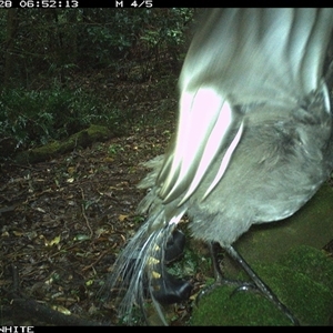 Menura novaehollandiae (Superb Lyrebird) at Foxground, NSW - 28 Sep 2024 by howie