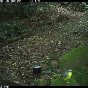 Eopsaltria australis (Eastern Yellow Robin) at Foxground, NSW - 28 Sep 2024 by howie
