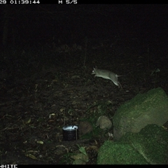 Perameles nasuta (Long-nosed Bandicoot) at Foxground, NSW - 29 Sep 2024 by howie