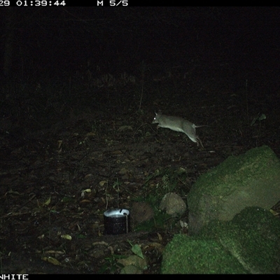 Perameles nasuta (Long-nosed Bandicoot) at Foxground, NSW - 29 Sep 2024 by howie