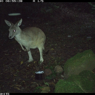 Macropus giganteus (Eastern Grey Kangaroo) at Foxground, NSW - 30 Sep 2024 by howie