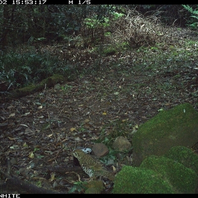 Zoothera lunulata (Bassian Thrush) at Foxground, NSW - 2 Oct 2024 by howie