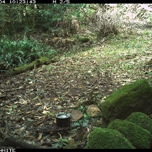 Sericornis frontalis (White-browed Scrubwren) at Foxground, NSW - 4 Oct 2024 by howie
