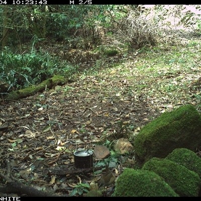 Sericornis frontalis (White-browed Scrubwren) at Foxground, NSW - 4 Oct 2024 by howie