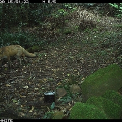 Vulpes vulpes (Red Fox) at Foxground, NSW - 8 Oct 2024 by howie