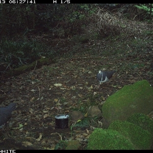 Leucosarcia melanoleuca (Wonga Pigeon) at Foxground, NSW - 13 Oct 2024 by howie