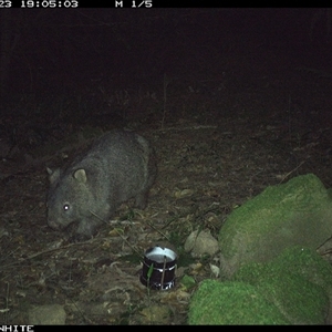 Vombatus ursinus (Bare-nosed Wombat) at Foxground, NSW - 23 Oct 2024 by howie