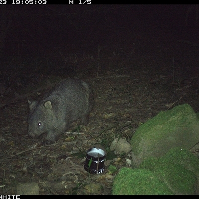 Vombatus ursinus (Common wombat, Bare-nosed Wombat) at Foxground, NSW - 23 Oct 2024 by howie