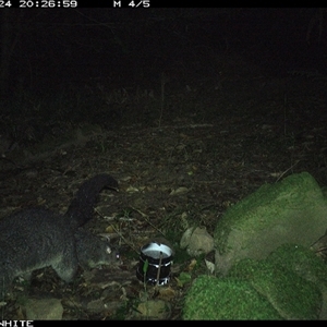 Trichosurus cunninghami (Mountain Brushtail Possum, Southern Bobuck) at Foxground, NSW - 24 Oct 2024 by howie