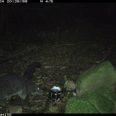 Trichosurus cunninghami (Mountain Brushtail Possum, Southern Bobuck) at Foxground, NSW - 24 Oct 2024 by howie