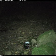 Tachyglossus aculeatus (Short-beaked Echidna) at Foxground, NSW - 26 Oct 2024 by howie